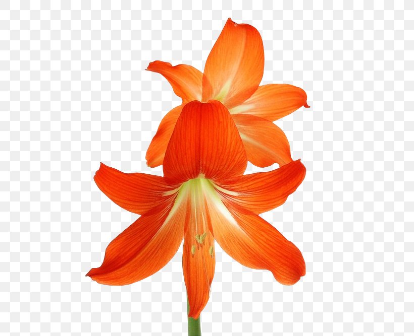 Amaryllis Flower Bouquet Cut Flowers Clip Art, PNG, 500x667px, Amaryllis, Amaryllis Belladonna, Amaryllis Family, Blume, Cut Flowers Download Free