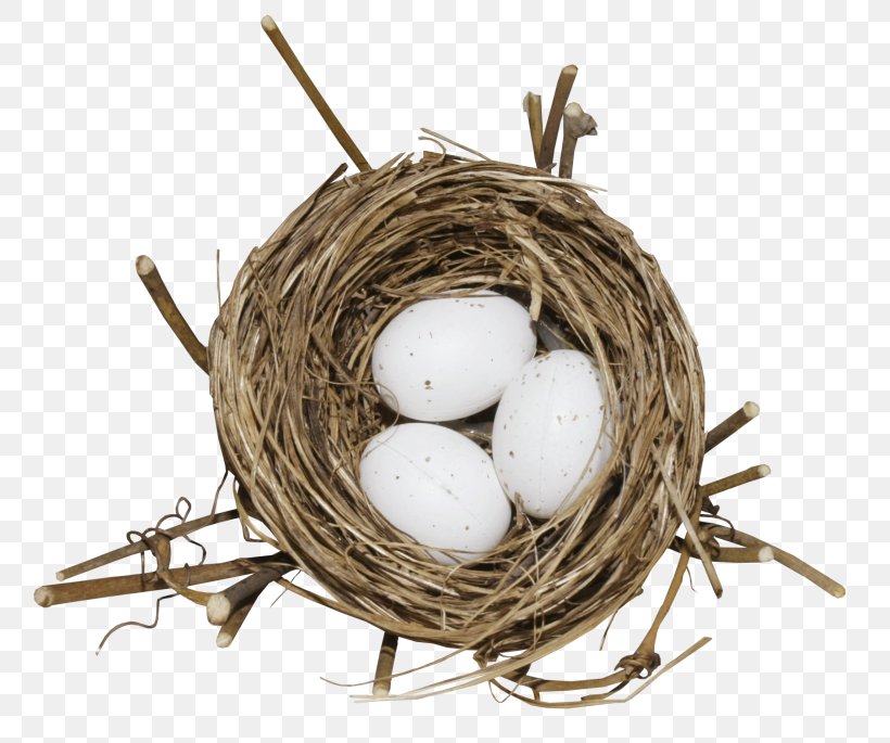 Bird Nest Egg, PNG, 800x685px, Bird, Bird Nest, Easter, Egg, Nest Download Free