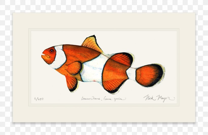 Clownfish Santa Catalina Island Saltwater Fish California Flying Fish, PNG, 1023x664px, Clownfish, Art, Artwork, Butterfly, California Download Free