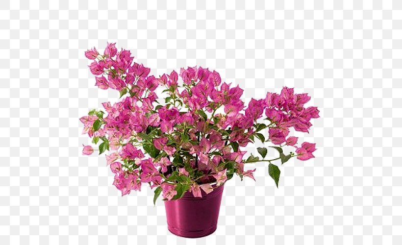 Flower Mother S Day Azalea Bougainvillea Plant Png 500x500px Flower Annual Plant Azalea Bougainvillea Christmas Download Free