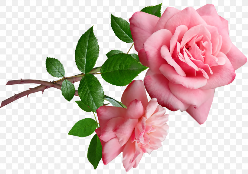 Garden Roses, PNG, 2560x1798px, Garden Roses, Cabbage Rose, Cut Flowers, Floral Design, Floribunda Download Free