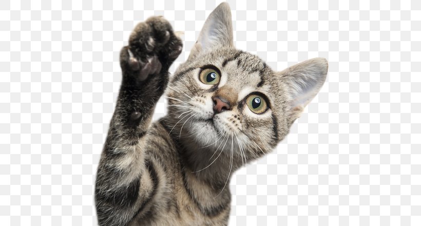 Kitten Siamese Cat Tonkinese Cat Veterinarian Animal, PNG, 582x440px, Kitten, American Shorthair, American Wirehair, Animal, Animal Rescue Group Download Free