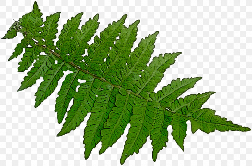 Leaf Plant Flower Tree Terrestrial Plant, PNG, 1500x986px, Leaf, Flower, Hemp Family, Herb, Herbaceous Plant Download Free