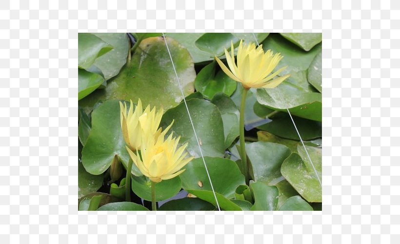 MTN Group Groundcover Lotus-m, PNG, 500x500px, Mtn Group, Aquatic Plant, Flora, Flower, Groundcover Download Free