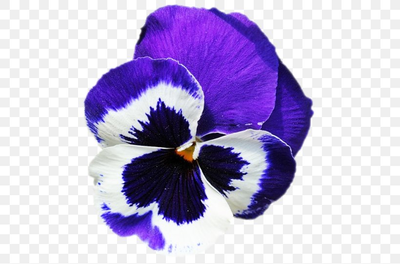 Pansy Violet, PNG, 500x541px, Pansy, Flower, Flowering Plant, Iris, Iris Family Download Free