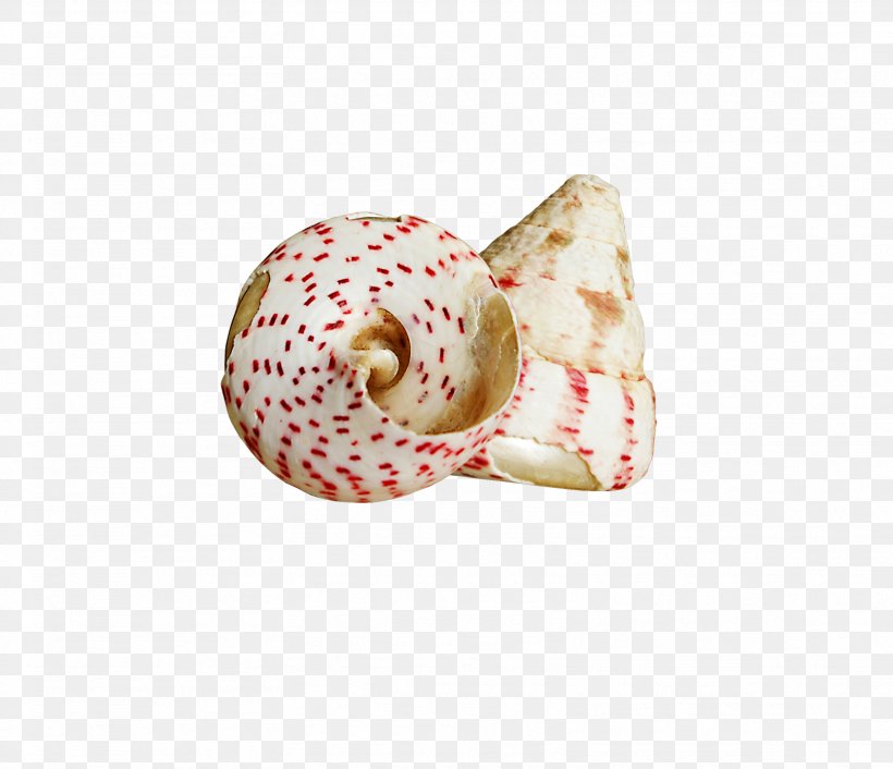 Sea Snail Conch Clip Art, PNG, 1614x1390px, Sea Snail, Conch, Creativity, Designer, Microsoft Paint Download Free
