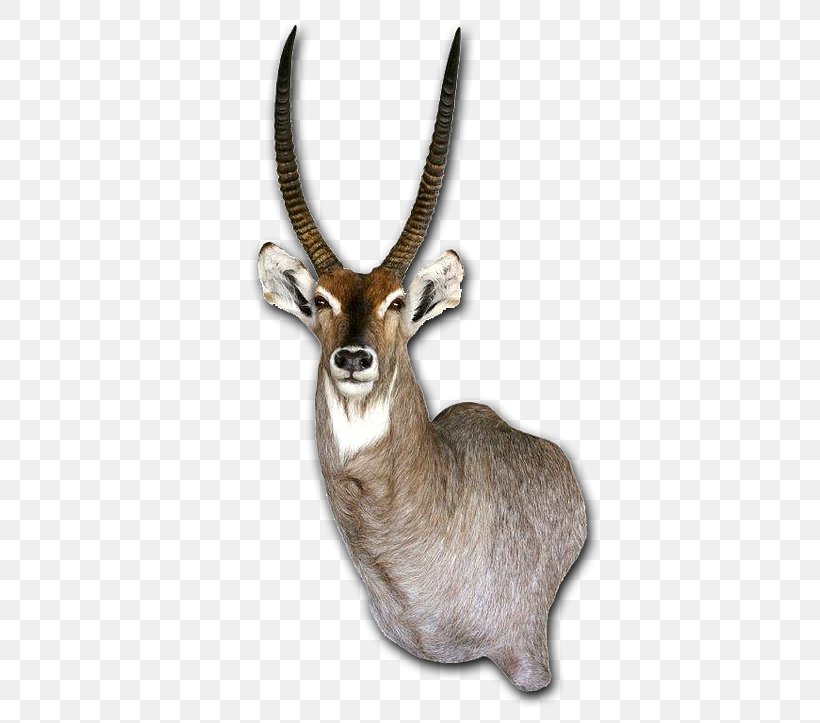 Waterbuck Taxidermy Tanning Horn Skin, PNG, 482x723px, Waterbuck, Animal, Antelope, Antler, Carpet Download Free