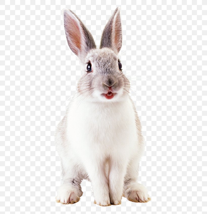 White Rabbit Hare European Rabbit, PNG, 450x850px, White Rabbit, Animal, Domestic Rabbit, Easter Bunny, European Rabbit Download Free