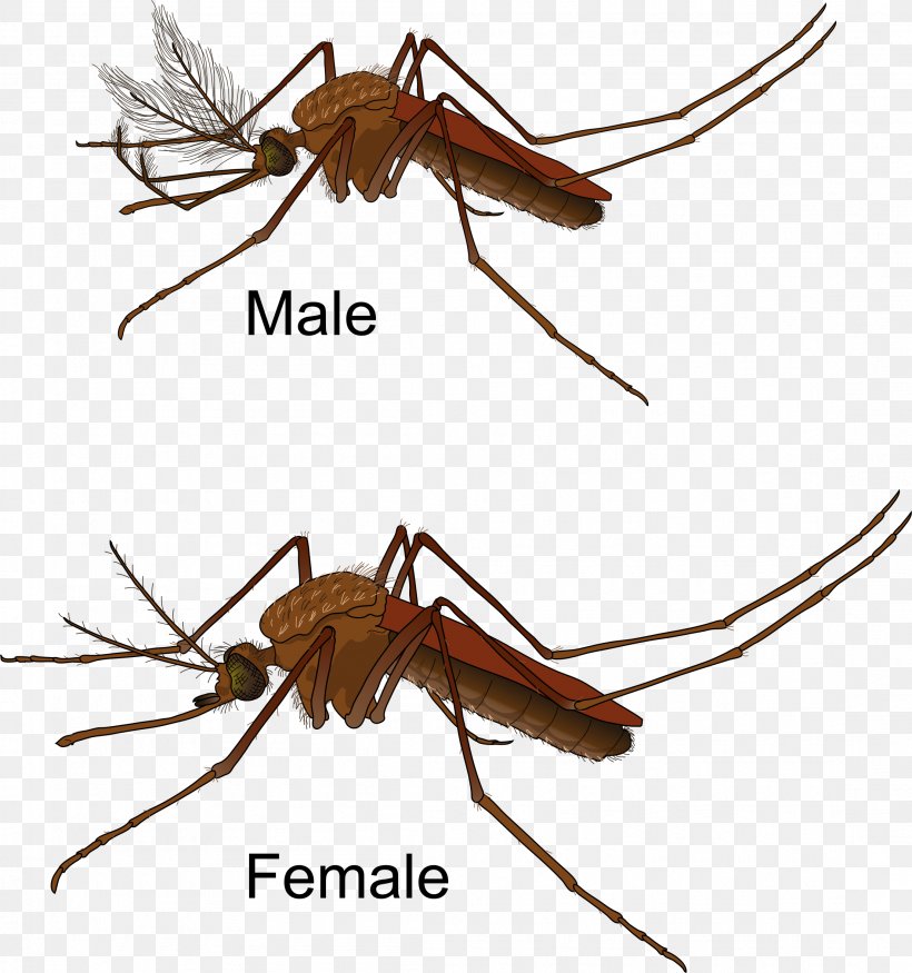 Yellow Fever Mosquito Female Mosquito Control Zika Virus, PNG, 2208x2357px, Yellow Fever Mosquito, Aedes, Aedes Albopictus, Ant, Arthropod Download Free