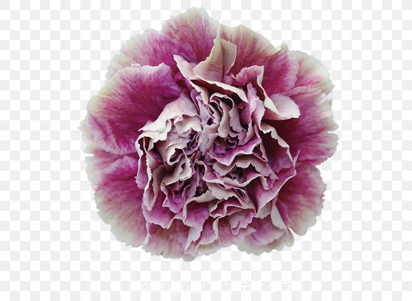 Carnation Antigua Cut Flowers Garden Roses, PNG, 600x600px, Carnation, Antigua, Cut Flowers, Floral Design, Floristry Download Free