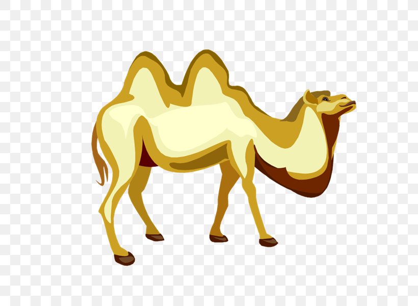 Dromedary Drawing Photography Clip Art, PNG, 800x600px, Dromedary, Arabian Camel, Blog, Camel, Camel Like Mammal Download Free