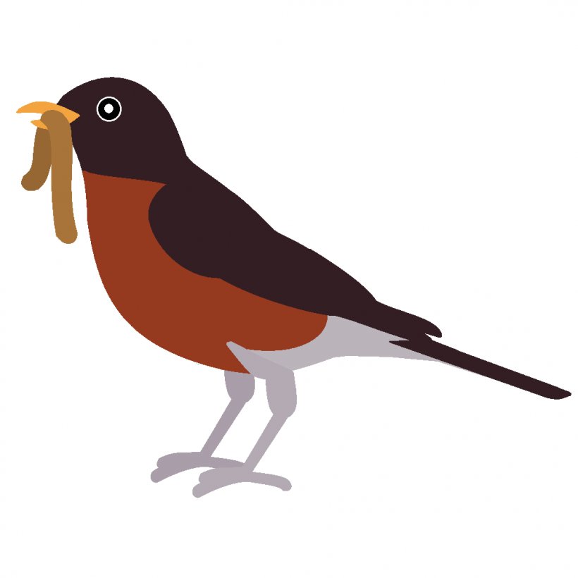 European Robin Bird American Robin Clip Art, PNG, 1036x1036px, Robin, Acridotheres, American Robin, Batman Robin, Beak Download Free