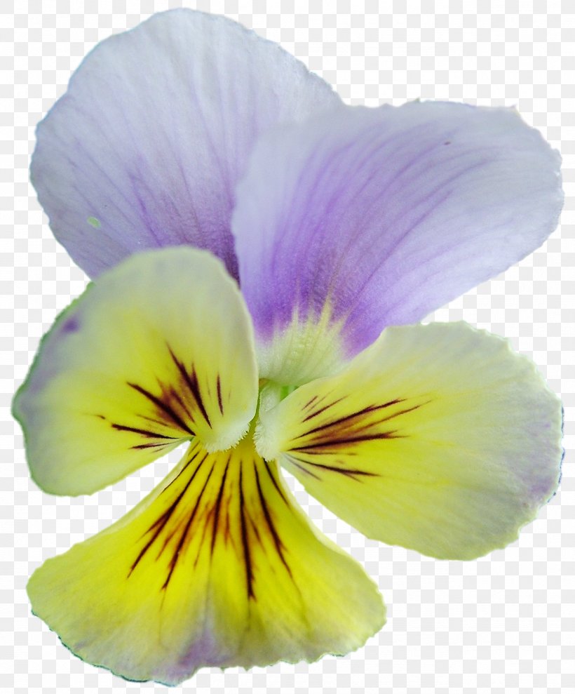 Pansy Archive File RAR Clip Art, PNG, 1298x1566px, Pansy, Archive File, Flower, Flowering Plant, Petal Download Free
