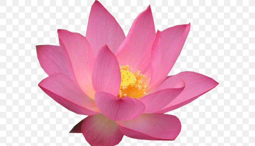 Pink M MTN Group RTV Pink Lotus-m, PNG, 593x470px, Pink M, Aquatic Plant, Flower, Flowering Plant, Lotus Download Free
