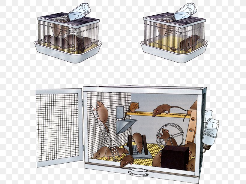 Rat Environmental Enrichment 4K Resolution, PNG, 640x612px, 4k Resolution, Rat, Cage, Environmental Enrichment Download Free