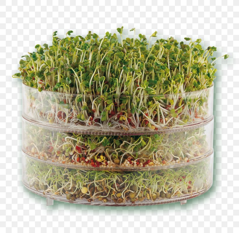 Sprouting Seed Microgreen Herb Food, PNG, 800x800px, Sprouting, Alfalfa, Alfalfa Sprouts, Bean, Culinary Art Download Free