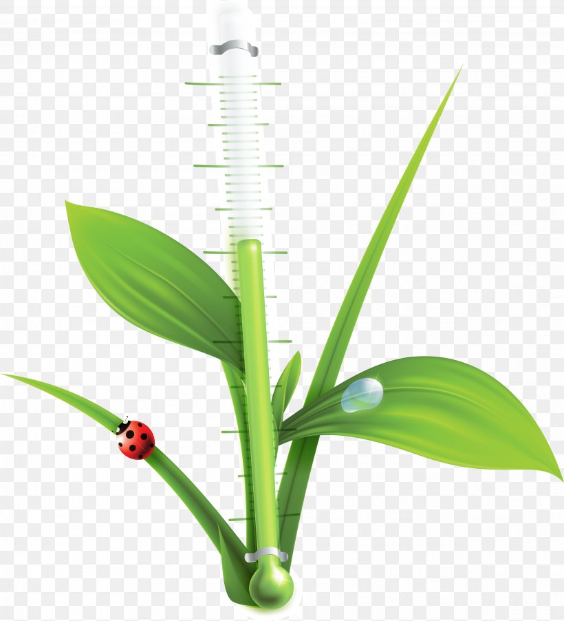 Thermometer Temperature, PNG, 4663x5133px, Thermometer, Biotic Stress, Elicitor, Grass, Grass Family Download Free