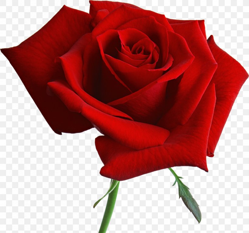 Damask Rose Flower Blue Rose Rosa 'American Beauty' Bhinneka.Com, PNG, 1152x1080px, Damask Rose, Bhinnekacom, Blue, Blue Rose, Close Up Download Free
