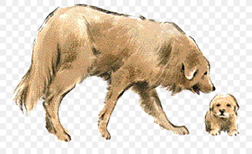 Golden Retriever Dog Breed, PNG, 764x500px, Golden Retriever, Breed, Carnivoran, Dog, Dog Breed Download Free