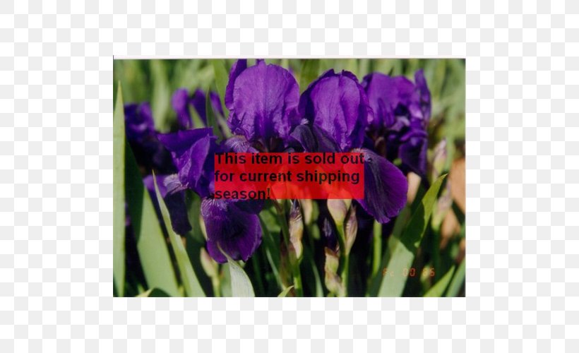 Orris Root Terra Ceia Farms Bulb Iris Croatica Irises, PNG, 500x500px, Orris Root, Annual Plant, Bird, Bulb, Crocus Download Free