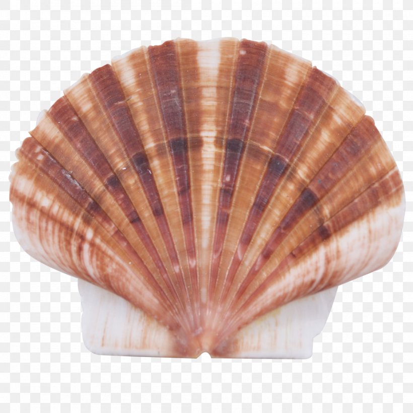 Cockle Seashell Clam Mussel Oyster, PNG, 1100x1100px, Cockle, Clam, Clams Oysters Mussels And Scallops, Conchology, Decorative Fan Download Free