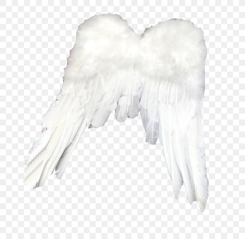 Feather White Light, PNG, 776x800px, Feather, Angel, Beak, Bird, Bird Of Prey Download Free