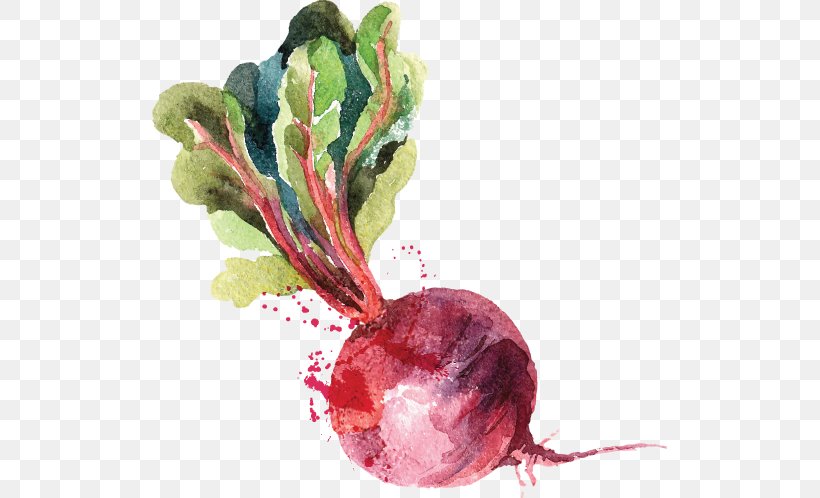 Watercolor Painting Beetroot Drawing, PNG, 515x498px, Watercolor Painting, Beet, Beetroot, Drawing, Flower Download Free