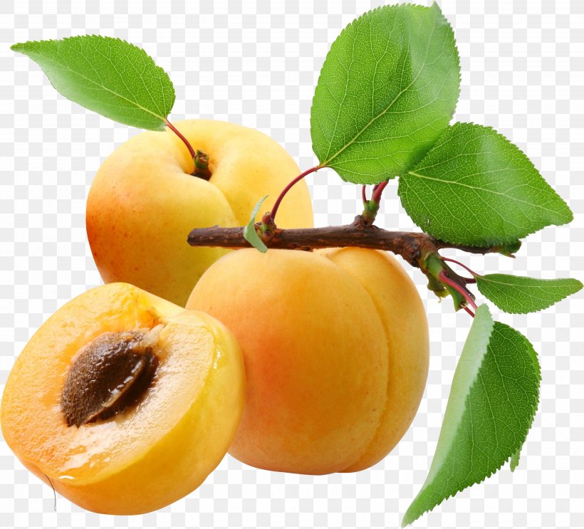 Apricot Food Computer File, PNG, 3505x3179px, Apricot, Diet Food, Diospyros, Drupe, Ebony Trees And Persimmons Download Free