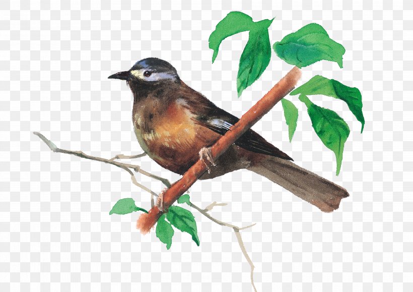 Bird Illustration, PNG, 3780x2672px, Bird, Beak, Branch, Fauna, Feather Download Free