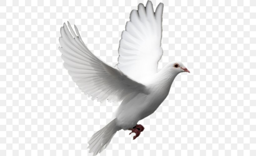 Columbidae Doves As Symbols Release Dove Peace Clip Art, PNG, 500x500px, Columbidae, Beak, Bird, Doves As Symbols, Ducks Geese And Swans Download Free