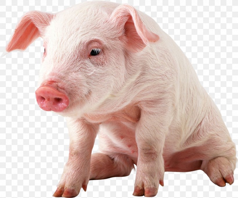 Miniature Pig Vietnamese Pot-bellied Domestic Pig Clip Art, PNG, 1600x1334px, Miniature Pig, Clipping Path, Display Resolution, Domestic Pig, Hogs And Pigs Download Free