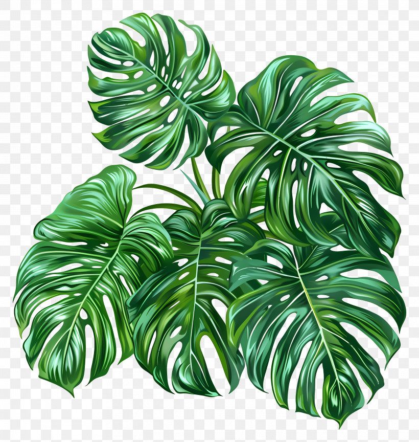 Monstera Leaves - Monstera Leaves Illustration With Green Shades PNG