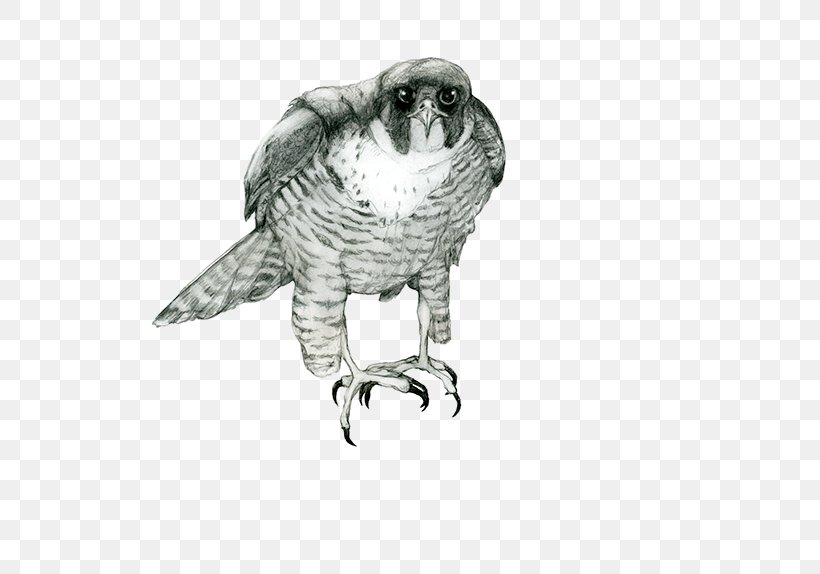 Owl Hawk Drawing Beak /m/02csf, PNG, 600x574px, Owl, Beak, Bird, Bird Of Prey, Drawing Download Free