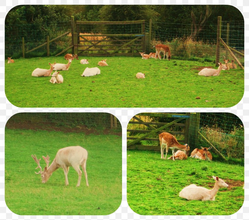 Wildlife Ecosystem Pasture Fauna Deer, PNG, 1161x1024px, Wildlife, Deer, Ecosystem, Farm, Fauna Download Free