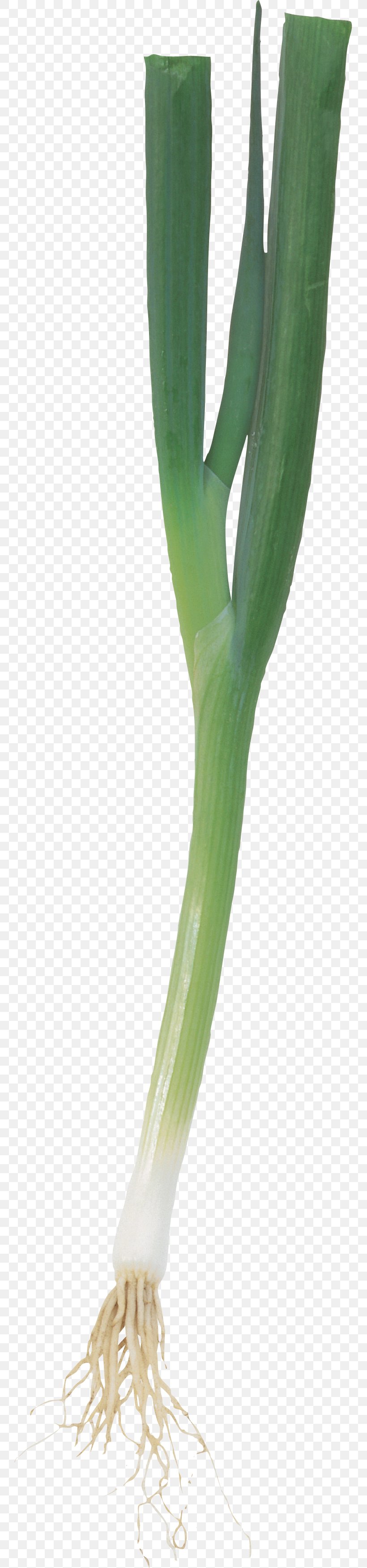 Allium Fistulosum Onion Scallion Leek Shashlik, PNG, 755x3502px, Allium Fistulosum, Author, Bulb, Finger, Grass Download Free