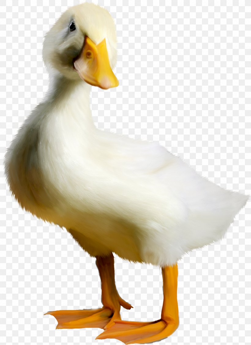 Duck Goose Bird, PNG, 1499x2063px, Duck, Albom, Animal, Beak, Bird Download Free