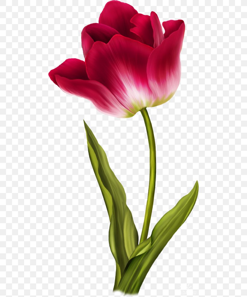 Tulip Clip Art, PNG, 500x985px, Tulip, Bud, Color, Cut Flowers, Flower Download Free