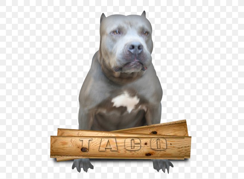 Dog Breed American Pit Bull Terrier American Staffordshire Terrier Staffordshire Bull Terrier, PNG, 528x601px, Dog Breed, American Pit Bull Terrier, American Staffordshire Terrier, Breed, Bull Download Free