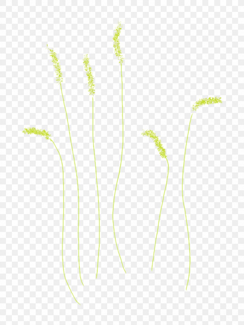 Grass Plant Stem Commodity Line Leaf, PNG, 1200x1600px, Grass, Branching, Commodity, Grass Family, Grasses Download Free