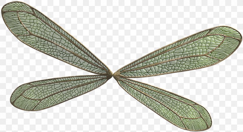 Insect Leaf Wing Net-winged Insects Dragonflies And Damseflies, PNG, 856x465px, Insect, Dragonflies And Damseflies, Leaf, Netwinged Insects, Plant Download Free