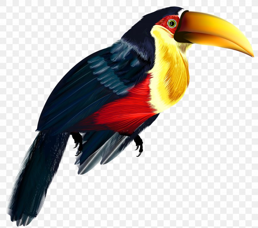 Bird Keel-billed Toucan Parrot Owl, PNG, 4172x3692px, Bird, Beak, Fauna, Feather, Hornbill Download Free
