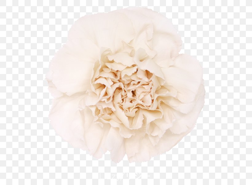 Cabbage Rose Carnation Garden Roses Cut Flowers, PNG, 600x600px, Cabbage Rose, Carnation, Color, Cut Flowers, Floral Design Download Free