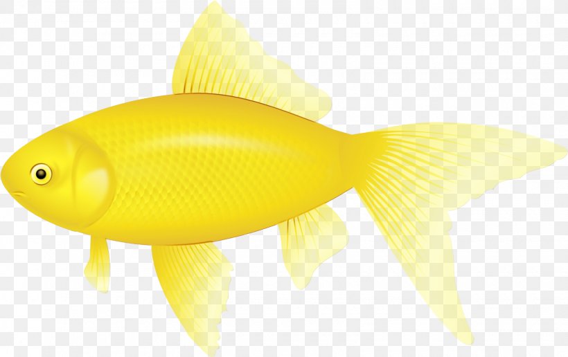 Fish Yellow Fish Fin Goldfish, PNG, 1620x1021px, Watercolor, Bonyfish, Fin, Fish, Goldfish Download Free