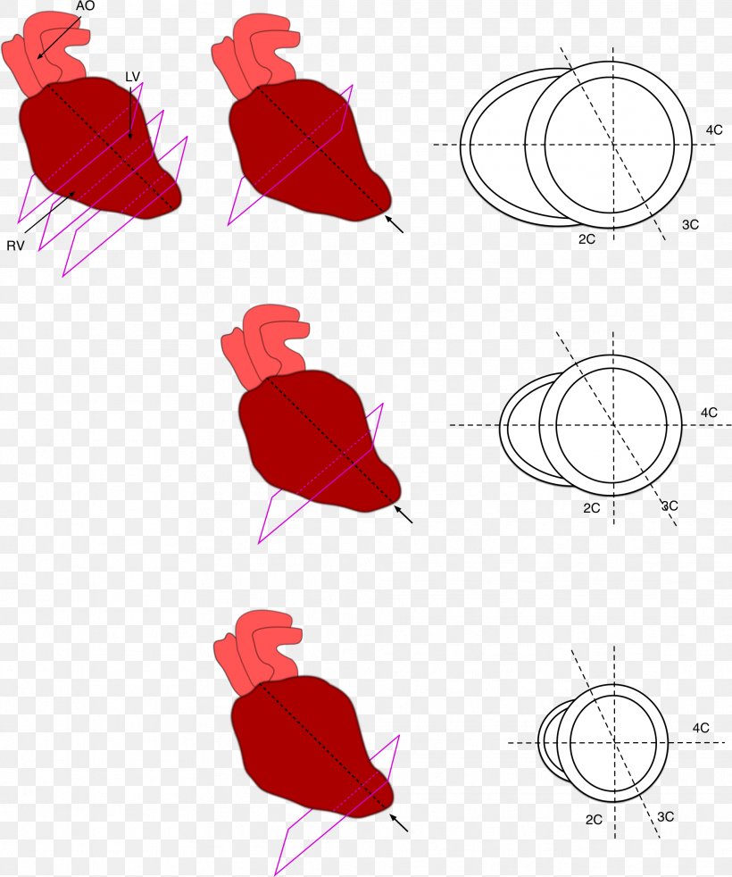 Heart Anatomy Ventricle Petal, PNG, 1971x2361px, Heart, American Heart Association, Anatomy, Animal, Area Download Free