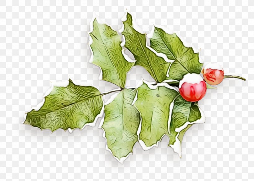 Holly, PNG, 1300x930px, Christmas Holly, Christmas, Flower, Food, Holly Download Free
