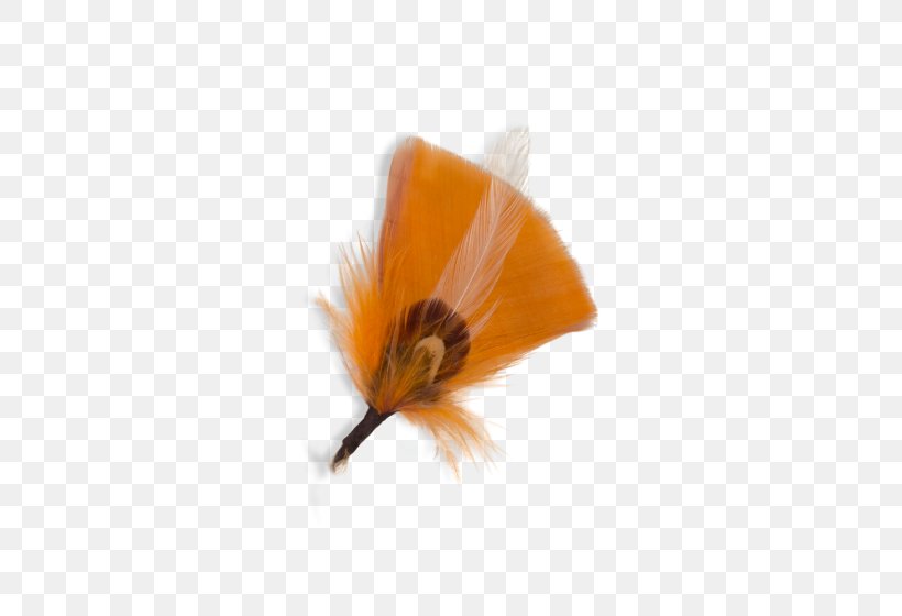 Insect, PNG, 560x560px, Insect, Flower, Membrane Winged Insect, Orange, Petal Download Free