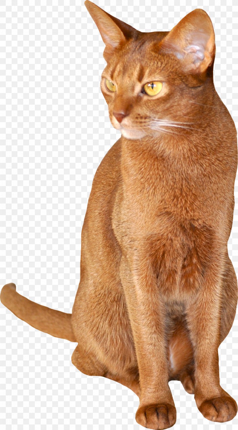 Abyssinian Chausie Burmese Cat German Rex Somali Cat, PNG, 887x1600px, Abyssinian, Animal, Asian, Breed, Burmese Download Free