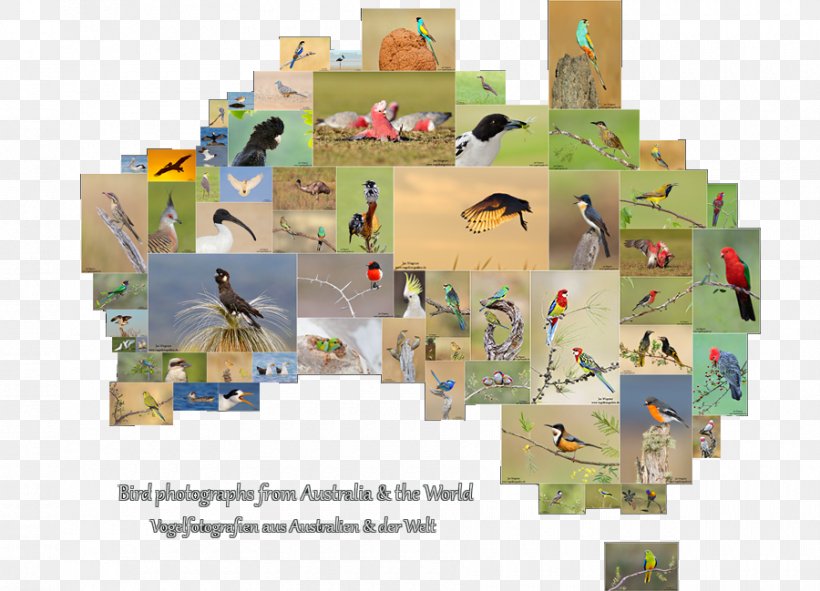 Australia Bird Photography, PNG, 900x649px, Australia, Bird, Blog, Copyright, Google Play Download Free