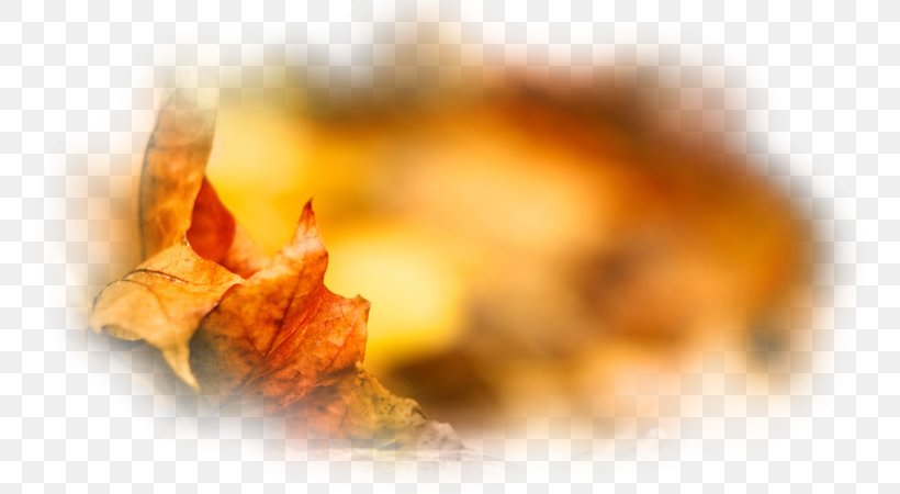 Autumn Desktop Wallpaper Painting Leaf, PNG, 800x450px, Autumn, Close Up, Computer, Leaf, Painting Download Free