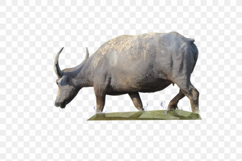 Cattle Water Buffalo 3D Computer Graphics, PNG, 1600x1067px, 3d Computer Graphics, Cattle, Bison, Bull, Cattle Like Mammal Download Free